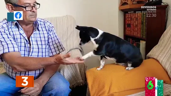 ¿Saben los perros sumar y multiplicar? El vídeo viral que deja loco a los zapeadores calculo¿Saben los perros sumar y multiplicar? El vídeo viral que deja loco a los zapeadores