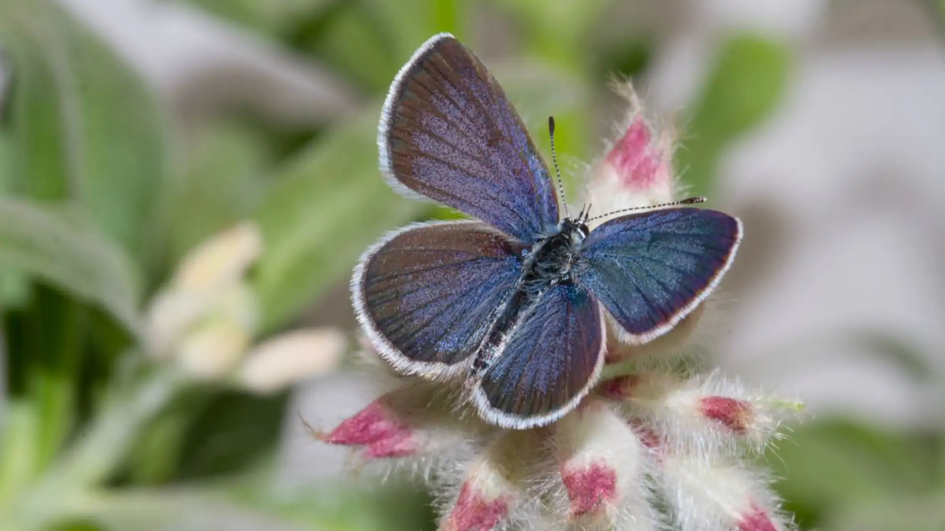 Mariposa