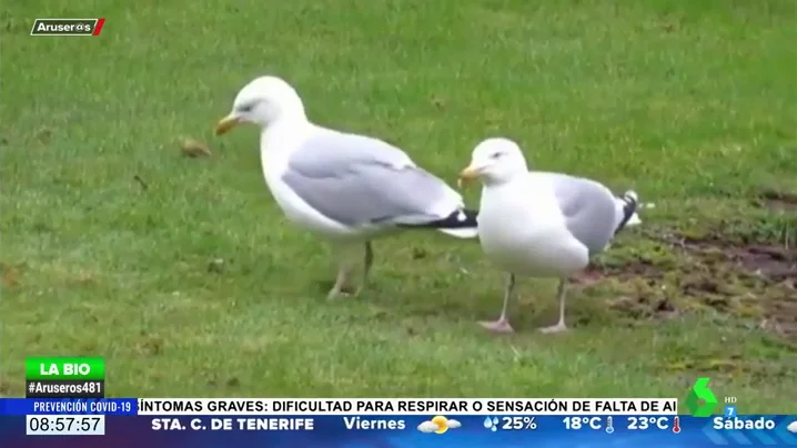 ¿Las gaviotas saben bailar flamenco? Esta es la explicación científica al 'baile' viral de estas aves