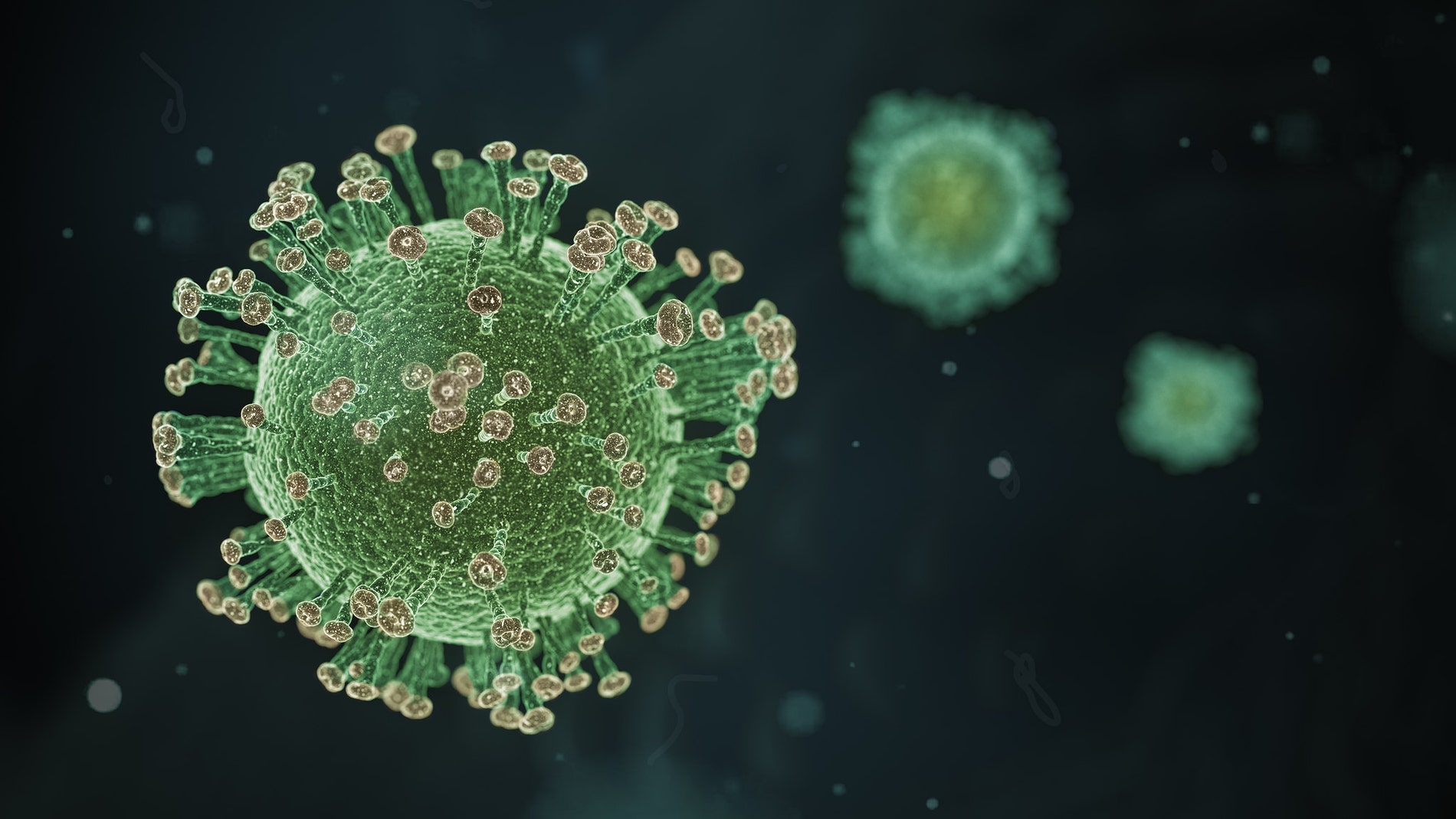 Las proteínas conocidas como espículas son protuberancias en las cubiertas de los virus
