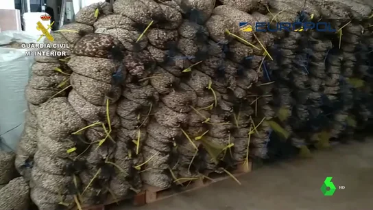 Sacos de pistachos fraudulentos Sacos de pistachos fraudulentos