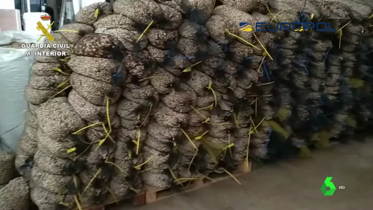 Sacos de pistachos fraudulentos Sacos de pistachos fraudulentos