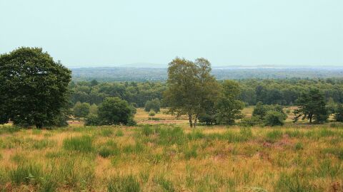 Wahner Heide