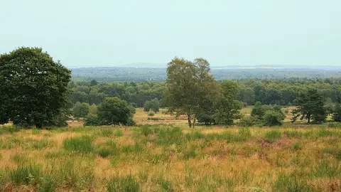 Wahner Heide Wahner Heide