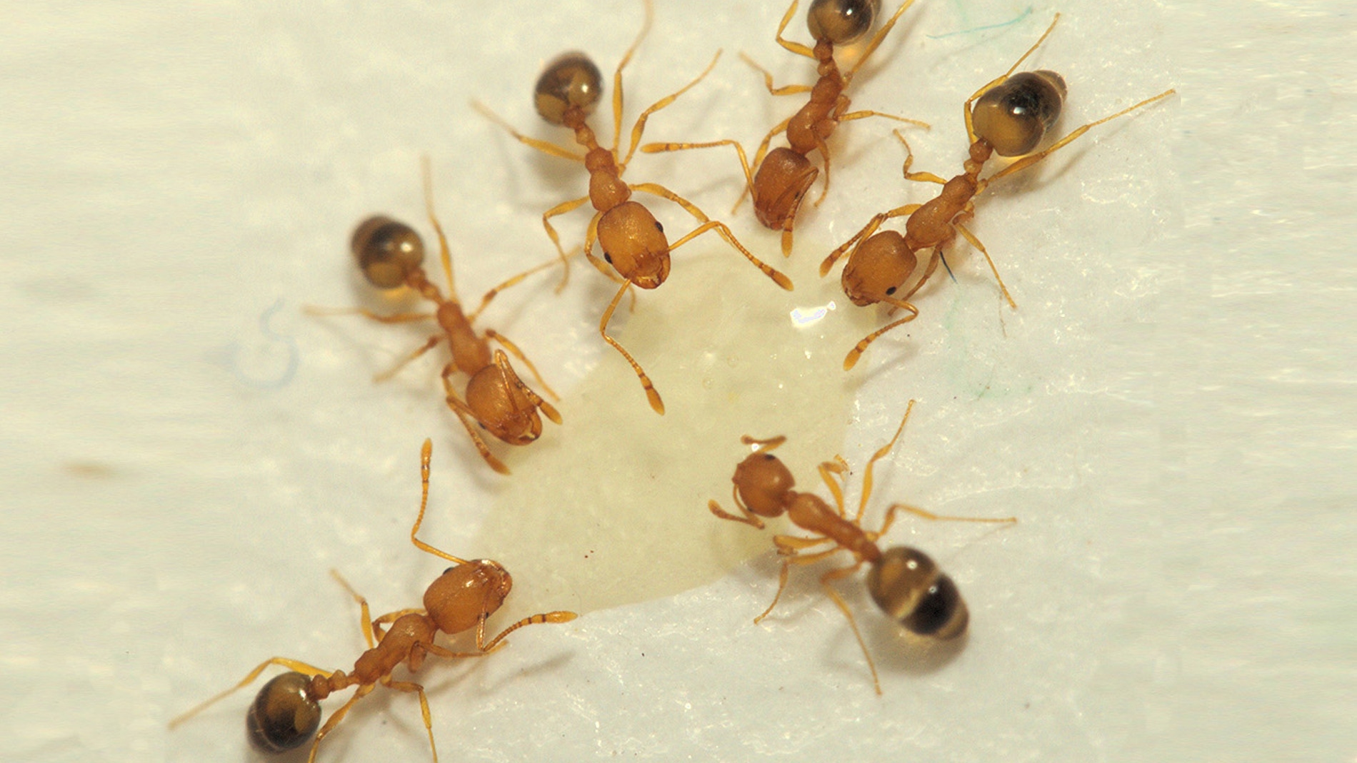 Un algoritmo inspirado en los caminos descartados por las hormigas