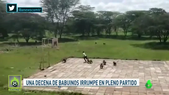 monos baloncesto monos baloncesto