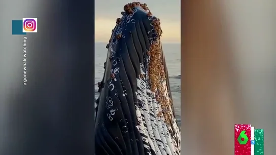 ballena ballena
