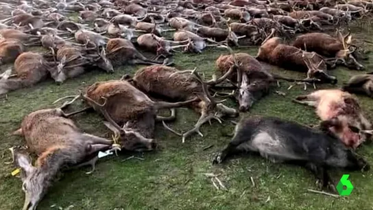Indignación en Portugal por la masacre de 540 venados y jabalíes Indignación en Portugal por la masacre de 540 venados y jabalíes