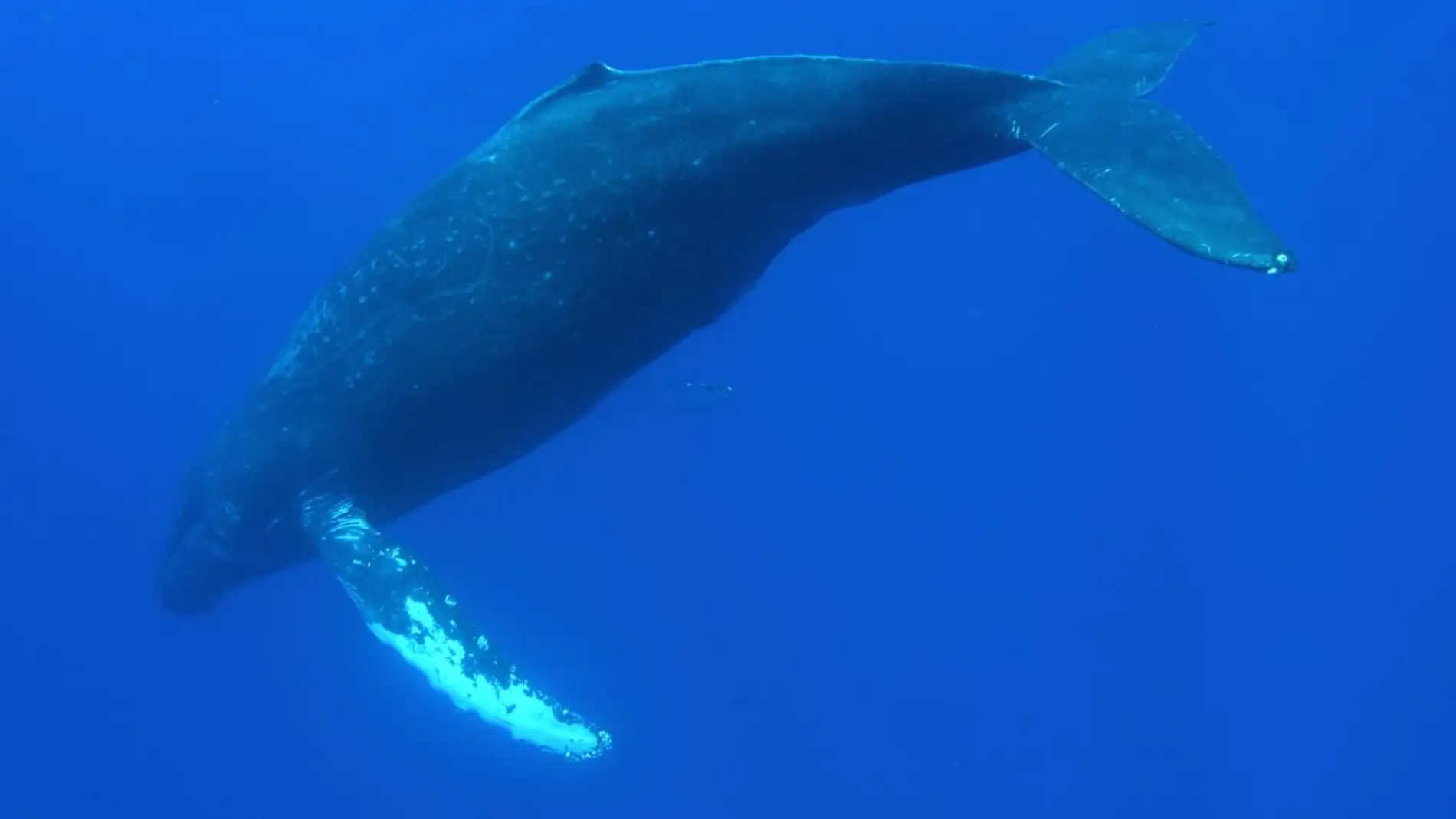 Ballena jorobada