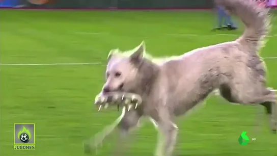 perro perro