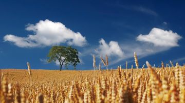 Campo