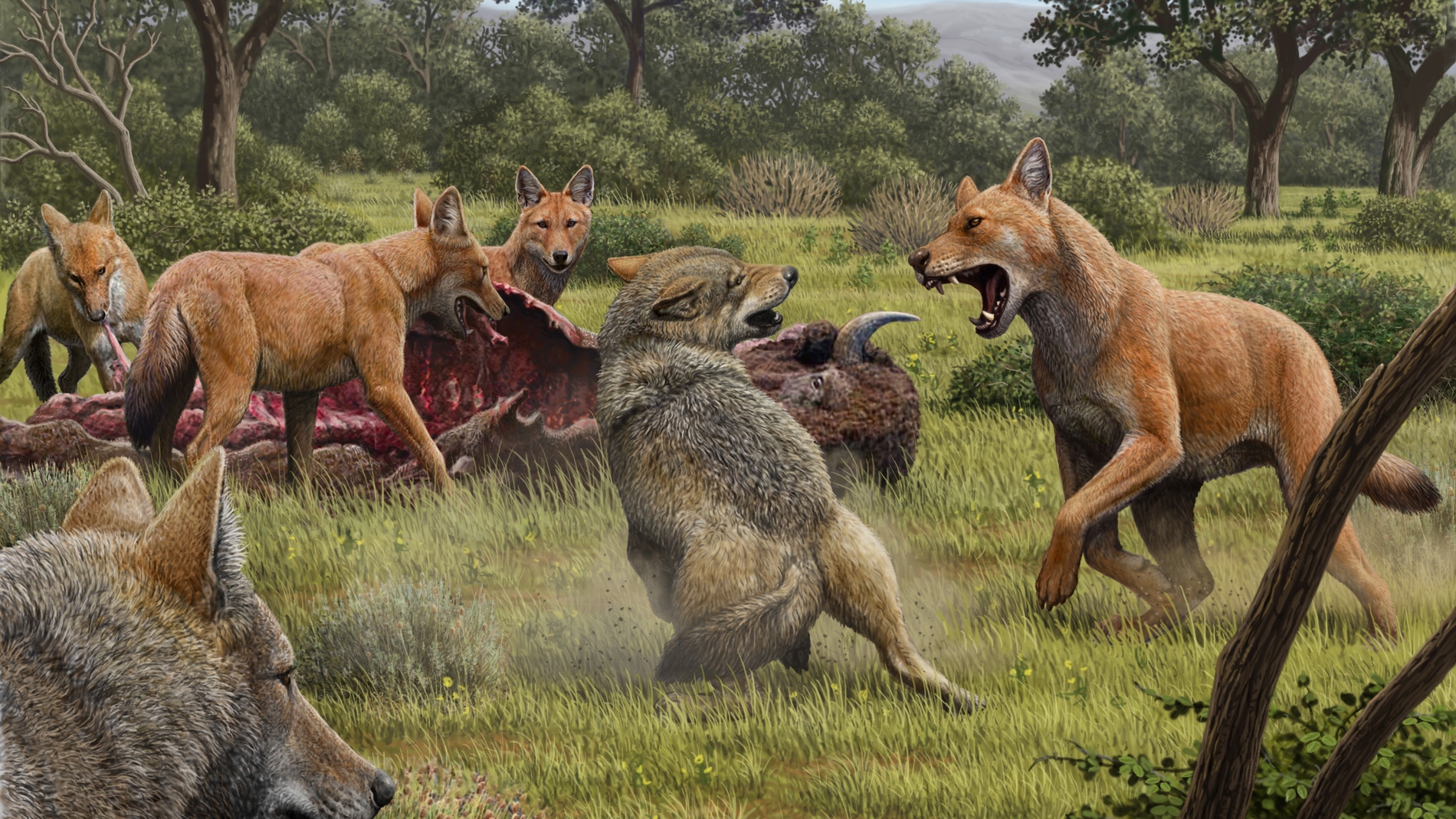 Lobos