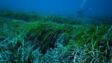 Posidonia oceánica