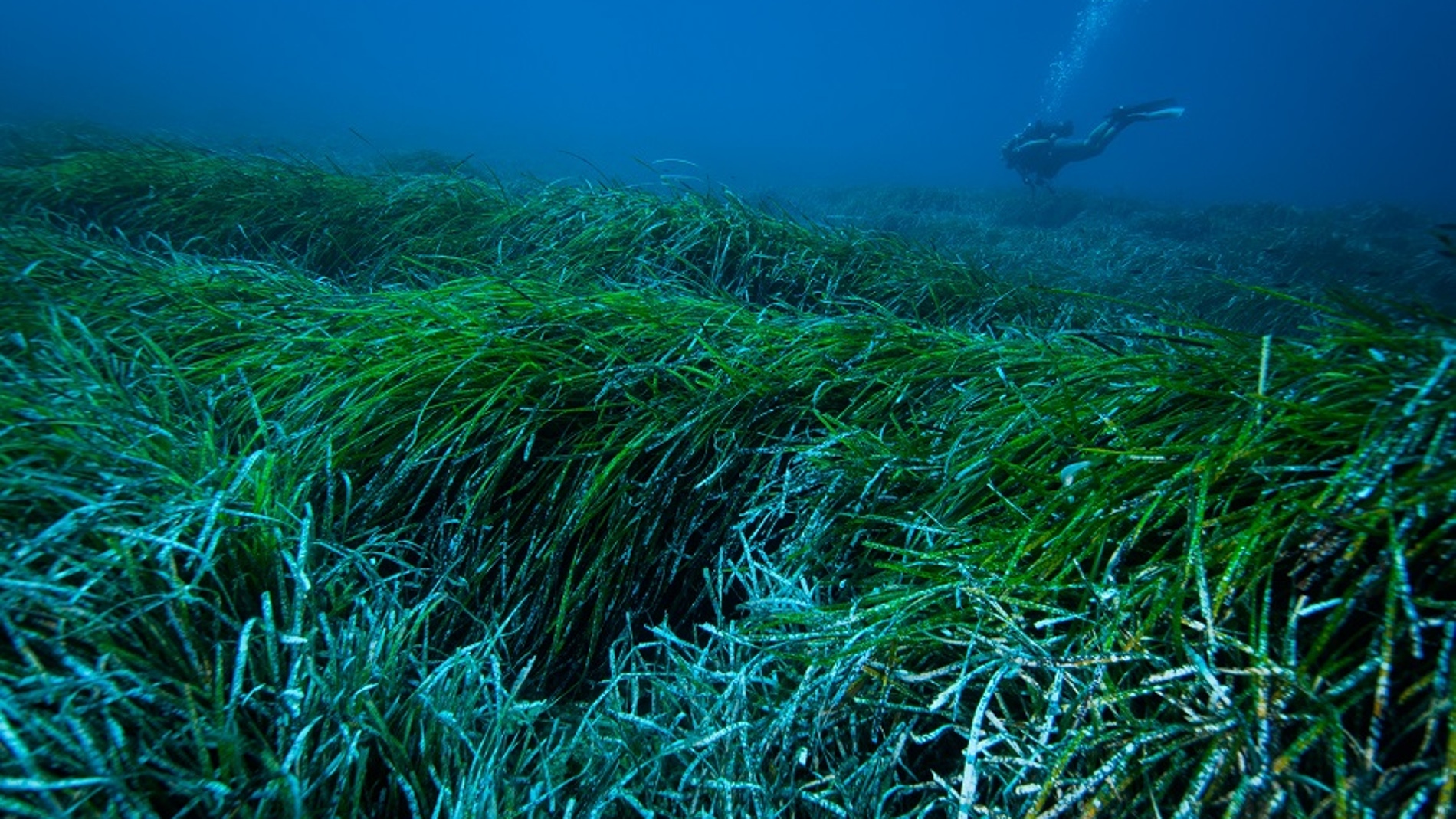 Posidonia oceánica
