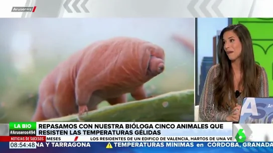 Estos son los animales que aguantan las temperaturas más gélidas: hasta -273 grados Estos son los animales que aguantan las temperaturas más gélidas: hasta -273 grados