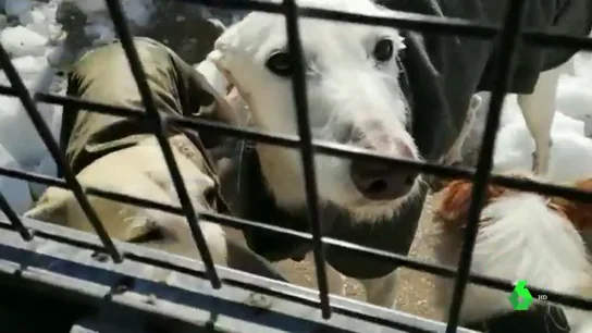 REFUGIOS ANIMALES REFUGIOS ANIMALES