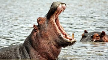 Imagen de archivo de un hipopótamo