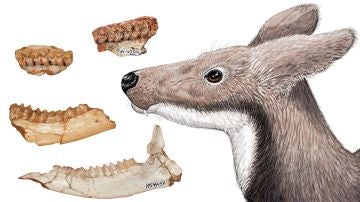 La dieta del ciervo almizclero extinto revela por que dos grupos de primates del Mioceno no convivieron