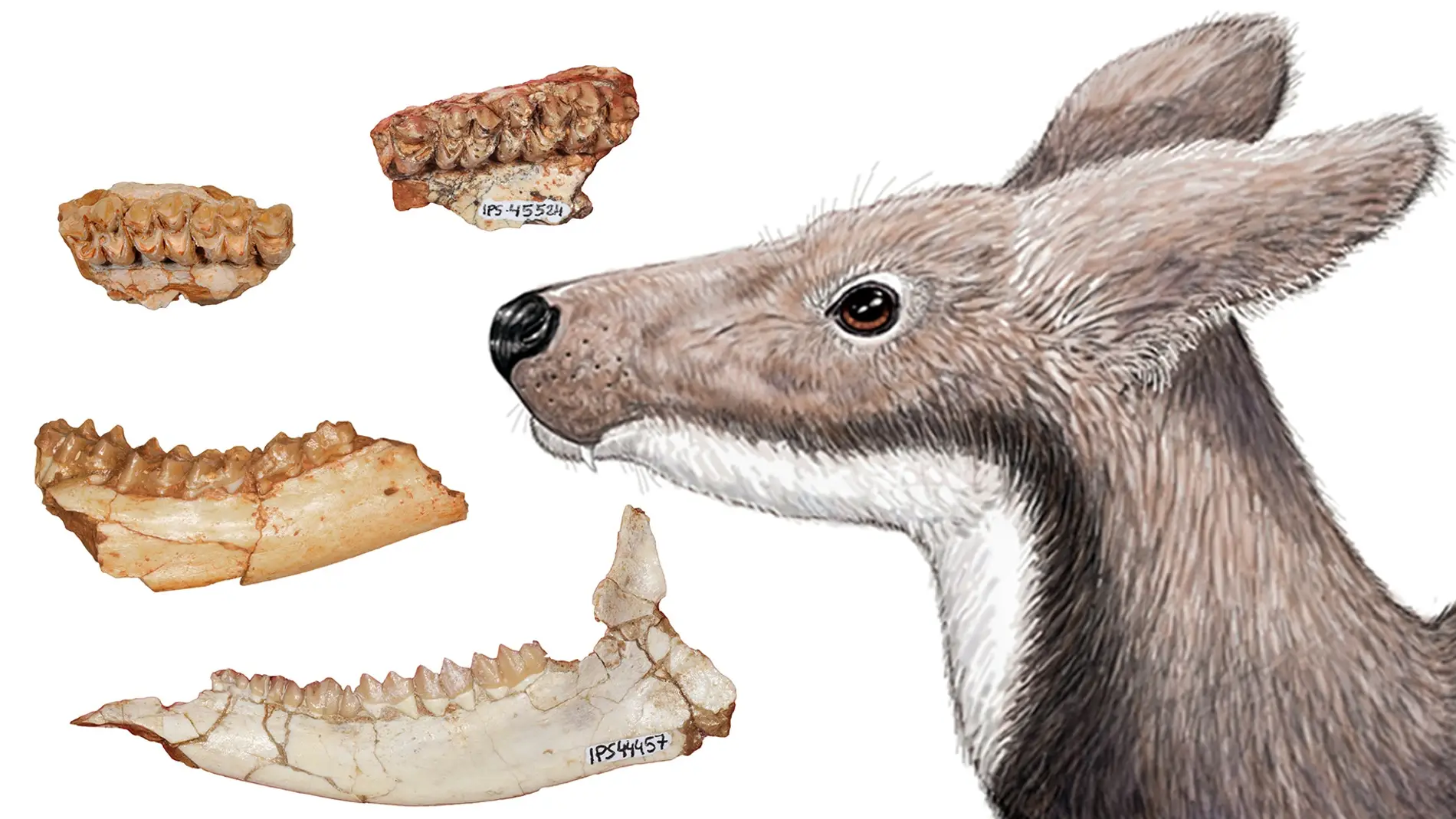 La dieta del ciervo almizclero extinto revela por que dos grupos de primates del Mioceno no convivieron