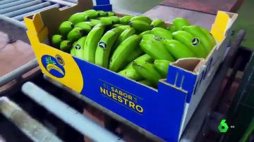 El plátano de Canarias pide ser una excepción en la nueva ley de la cadena alimentaria