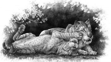 Tigres dientes de sable