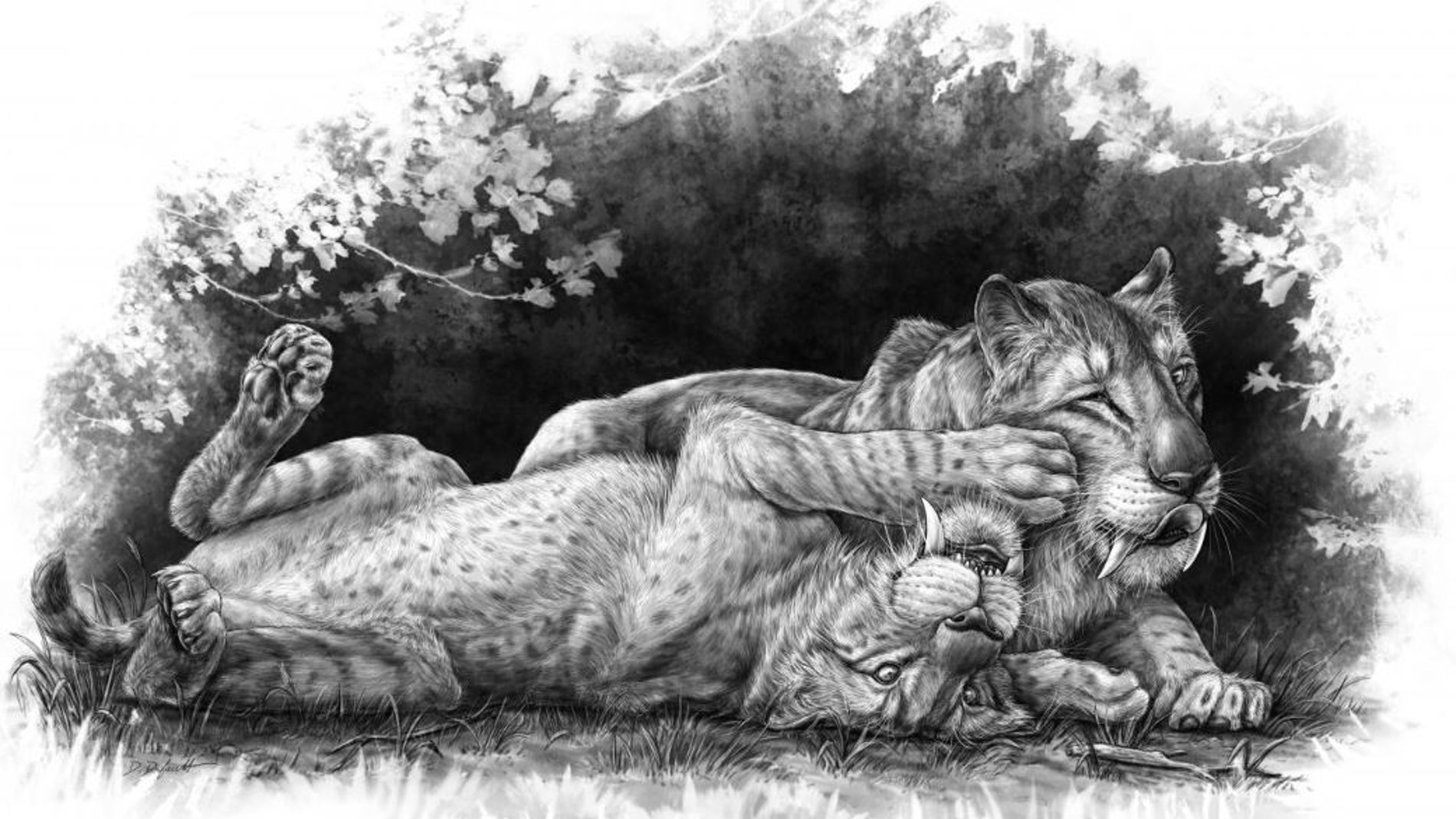 Tigres dientes de sable
