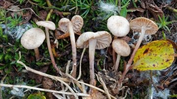 Hallan once nuevas especies de setas para la ciencia en Aragon