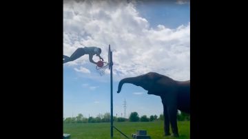 Rene Casselly, atleta alemán que hace acrobacias con elefantes