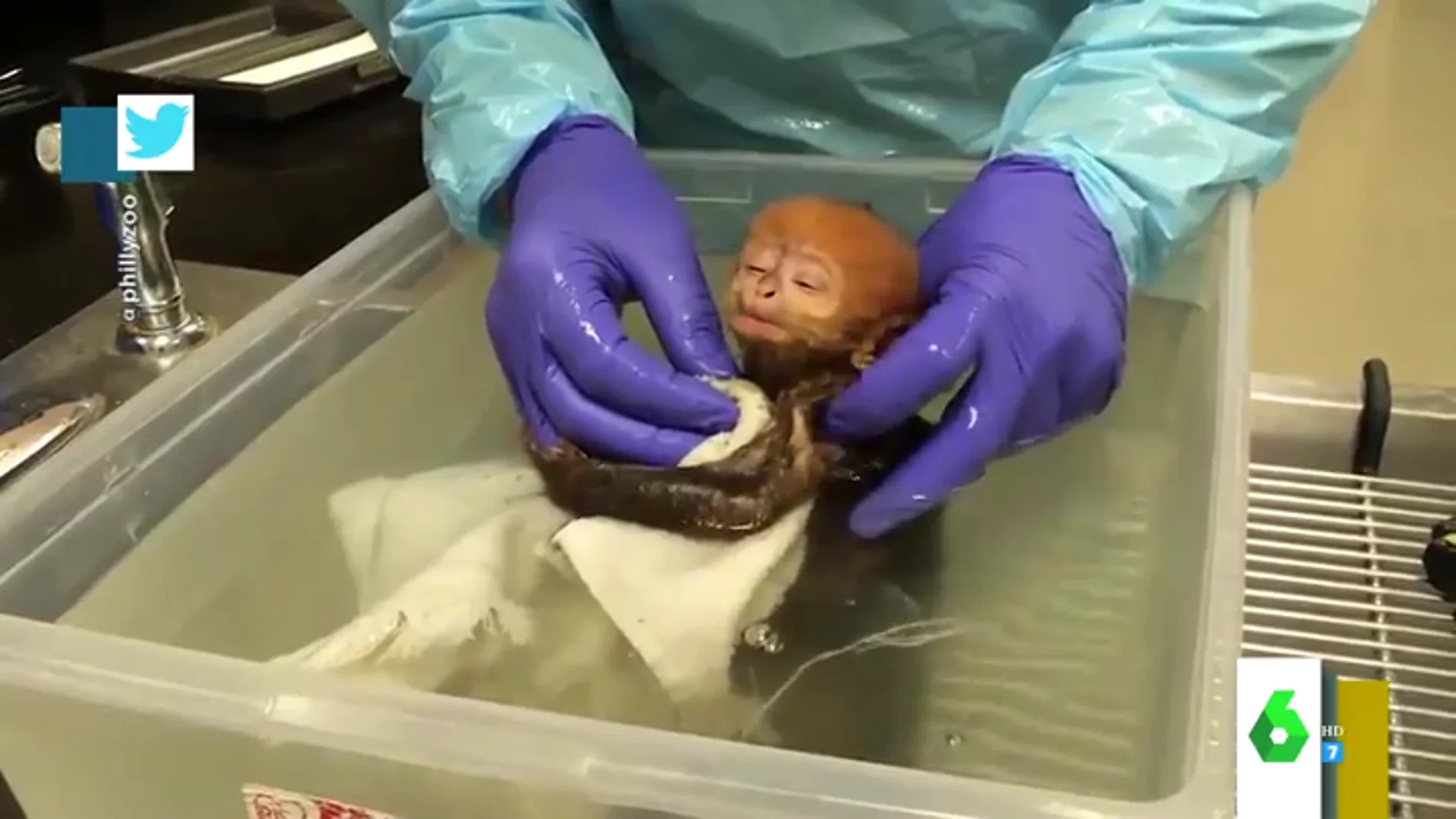 El emotivo vídeo de un langur recién nacido en el zoo de Filadelfia que conmociona al mundo