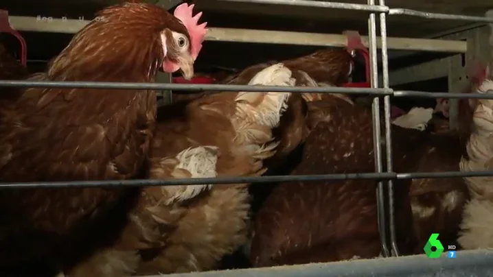 Imagen de gallinas enjauladas