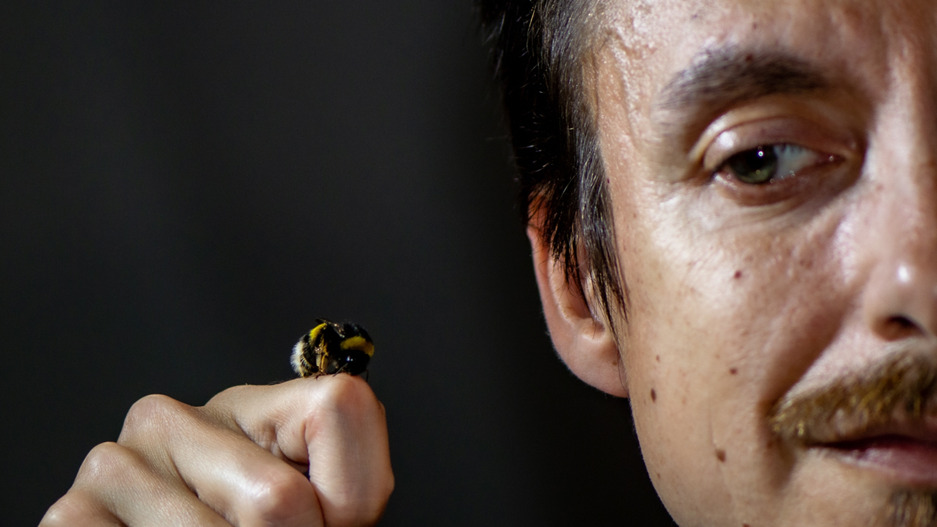 Las abejas tambien desaparecen de los registros