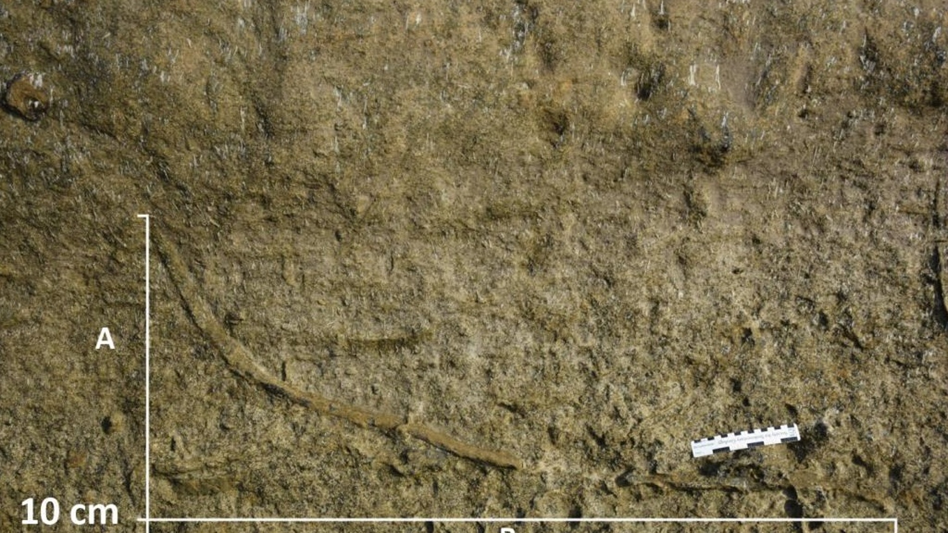 El fondo marino estuvo habitado por gusanos depredadores hasta hace 5 3 millones de anos