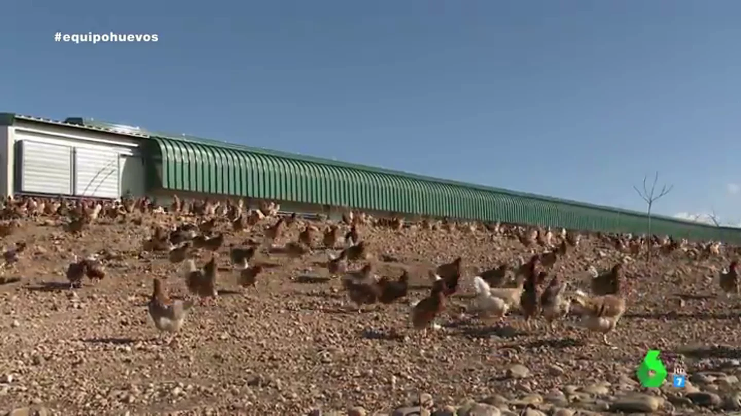 Imagen de gallinas ecológicas Imagen de gallinas ecológicas