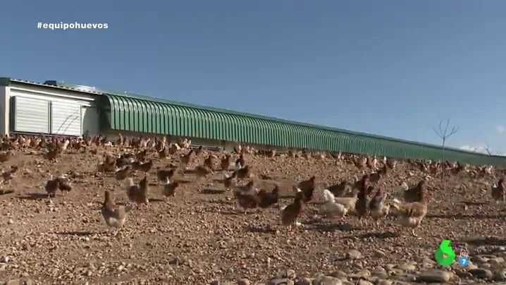 Imagen de gallinas ecológicas