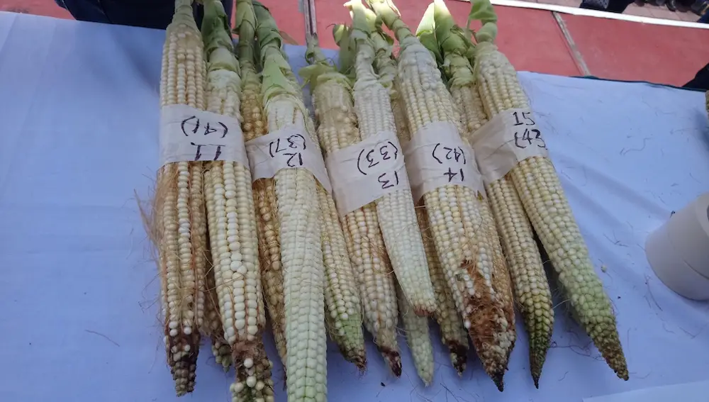 Mazorcas de maíz en Jala