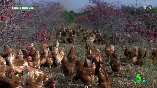 Imagen de gallinas camperas Imagen de gallinas camperas