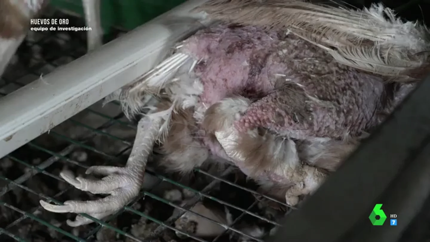 Las impactantes imágenes de las deplorables condiciones en las que viven gallinas enjauladas en una granja de Madrid Las impactantes imágenes de las deplorables condiciones en las que viven gallinas enjauladas en una granja de Madrid