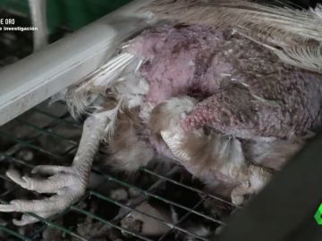 Las impactantes imágenes de las deplorables condiciones en las que viven gallinas enjauladas en una granja de Madrid