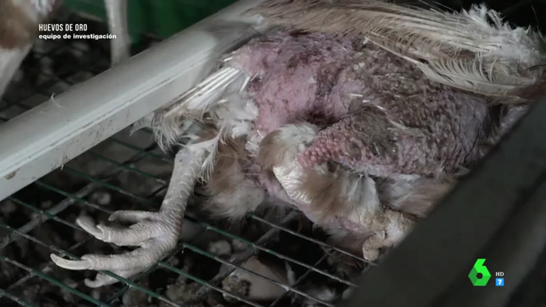 Las impactantes imágenes de las deplorables condiciones en las que viven gallinas enjauladas en una granja de Madrid