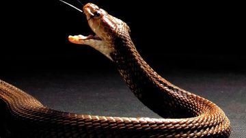 Cobra escupidora