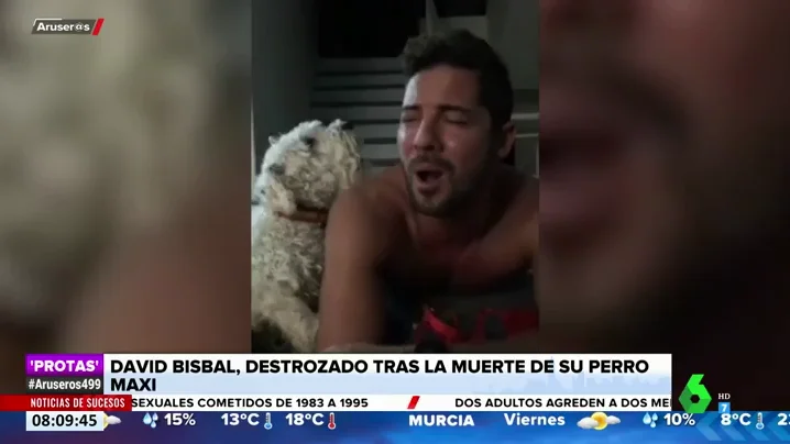 bisbal perro