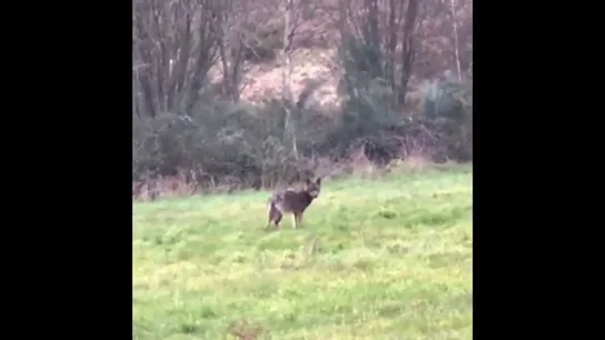 Un lobo, cara a cara con un ciclista Un lobo, cara a cara con un ciclista