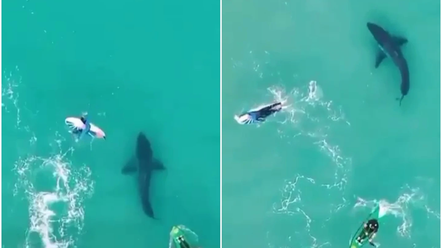 Un tiburón, nadando entre personas en Australia Un tiburón, nadando entre personas en Australia