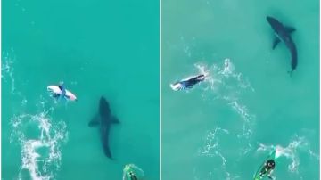 Un tiburón, nadando entre personas en Australia