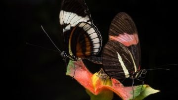 Reproducción de mariposas
