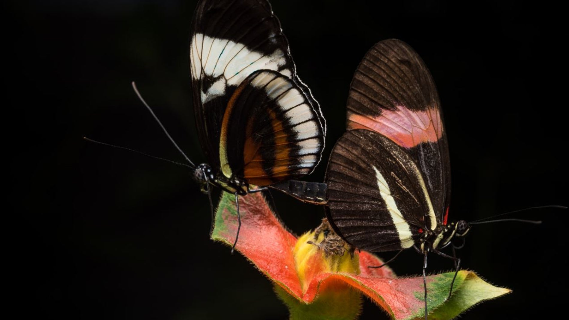 Reproducción de mariposas