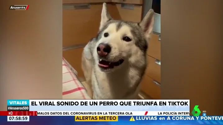 Iker, el perro que triunfa en Tik Tok por su forma tan peculiar de ladrar