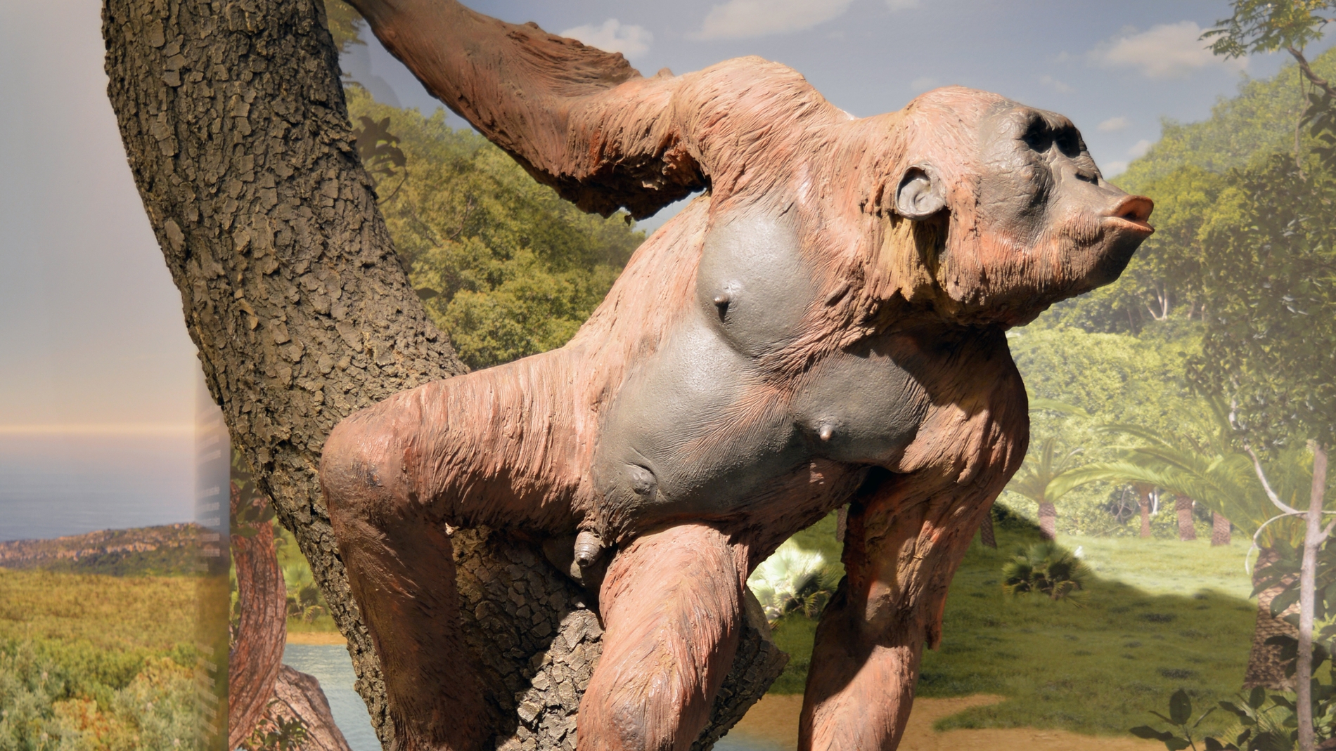 El oido interno de los primates del Mioceno esconde claves de la evolucion humana