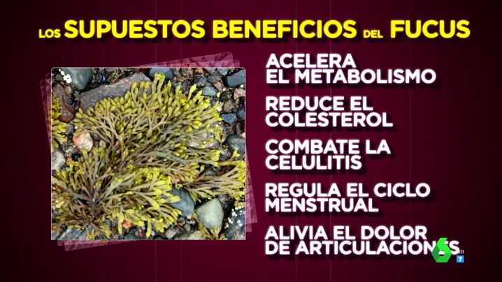 ¿Ayuda a adelgazar y reducir la celulitis la famosa alga fucus? Boticaria García resuelve las dudas sobre sus beneficios reales