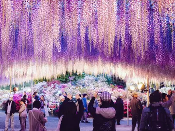Ashikaga Flower Fantasy, en la prefectura de Tochigi Ashikaga Flower Fantasy, en la prefectura de Tochigi
